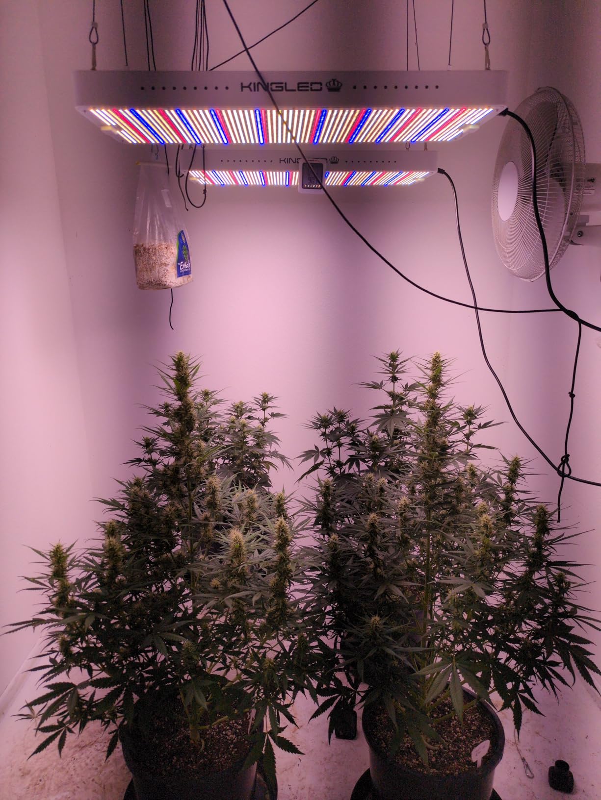 KingLED KP1000 LED Grow Light for Indoor Plants, Full Spectrum Plant Light with Veg & Bloom Mode, 100W Growing Lamp for Seed Starting Seedlings Vegetable Hydroponic Greenhouse, 2x2/2x3 Grow Tent customer photo 1