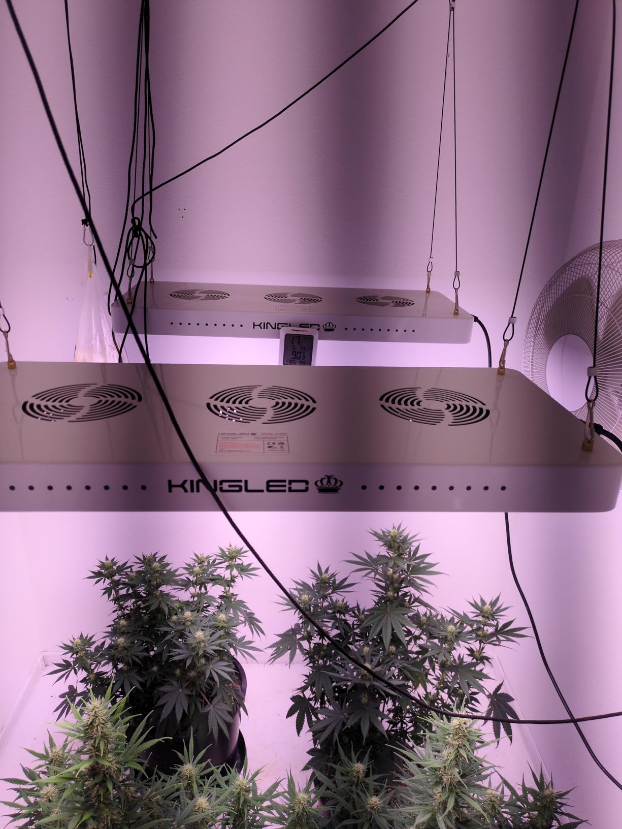 KingLED KP1000 LED Grow Light for Indoor Plants, Full Spectrum Plant Light with Veg & Bloom Mode, 100W Growing Lamp for Seed Starting Seedlings Vegetable Hydroponic Greenhouse, 2x2/2x3 Grow Tent customer photo 2