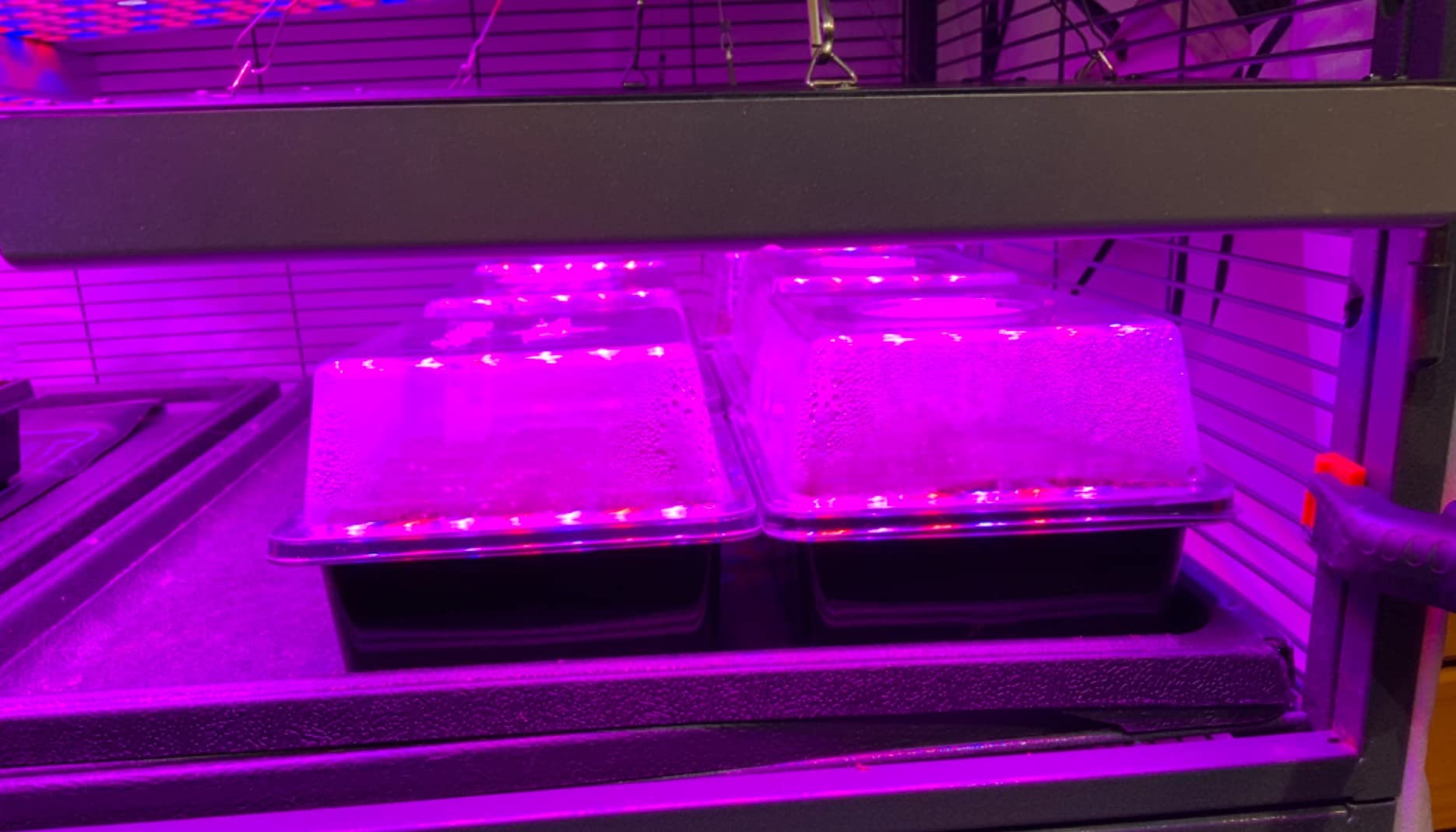 LED Grow Light 225 LEDs Plant Lights Red Blue White Panel Growing Lamps for Indoor Plants Seedling Vegetable and Flower (2 Pack) customer photo 2