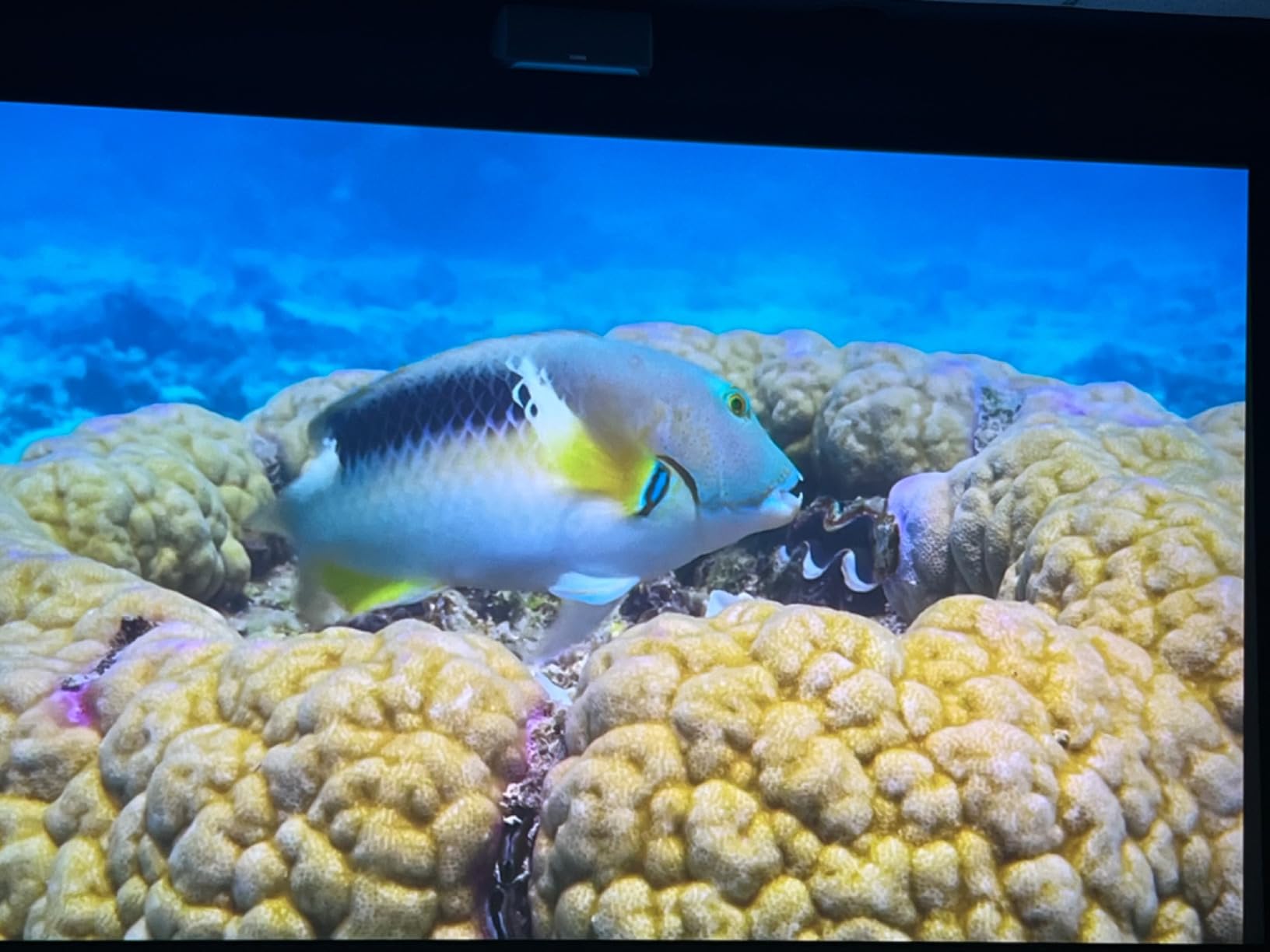 Epson Home Cinema 5050UB 4K PRO-UHD 3-Chip Projector with HDR,White customer photo 2