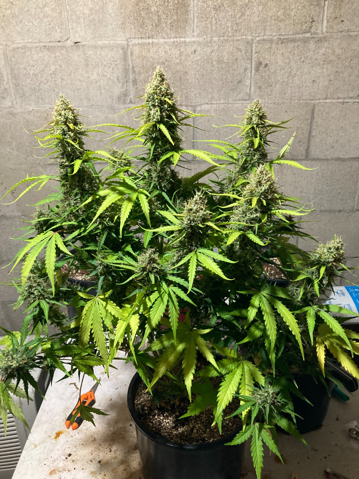 MARS HYDRO TS600 100W Upgraded Dimmable LED Grow Light, Full Spectrum Growing Lamp with New Diodes Layout for Indoor Plants Hydroponic Seedling Veg Bloom in 2x2 Grow Tent customer photo 2
