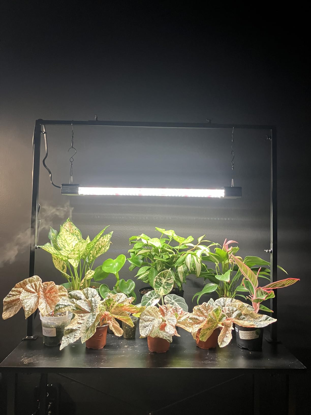DYMOND BoostGro LED Grow Light Full Spectrum Linkable 5000K Daylight + 660nm Red Indoor Plant Lighting Fixture (2 FT, Black) customer photo 2
