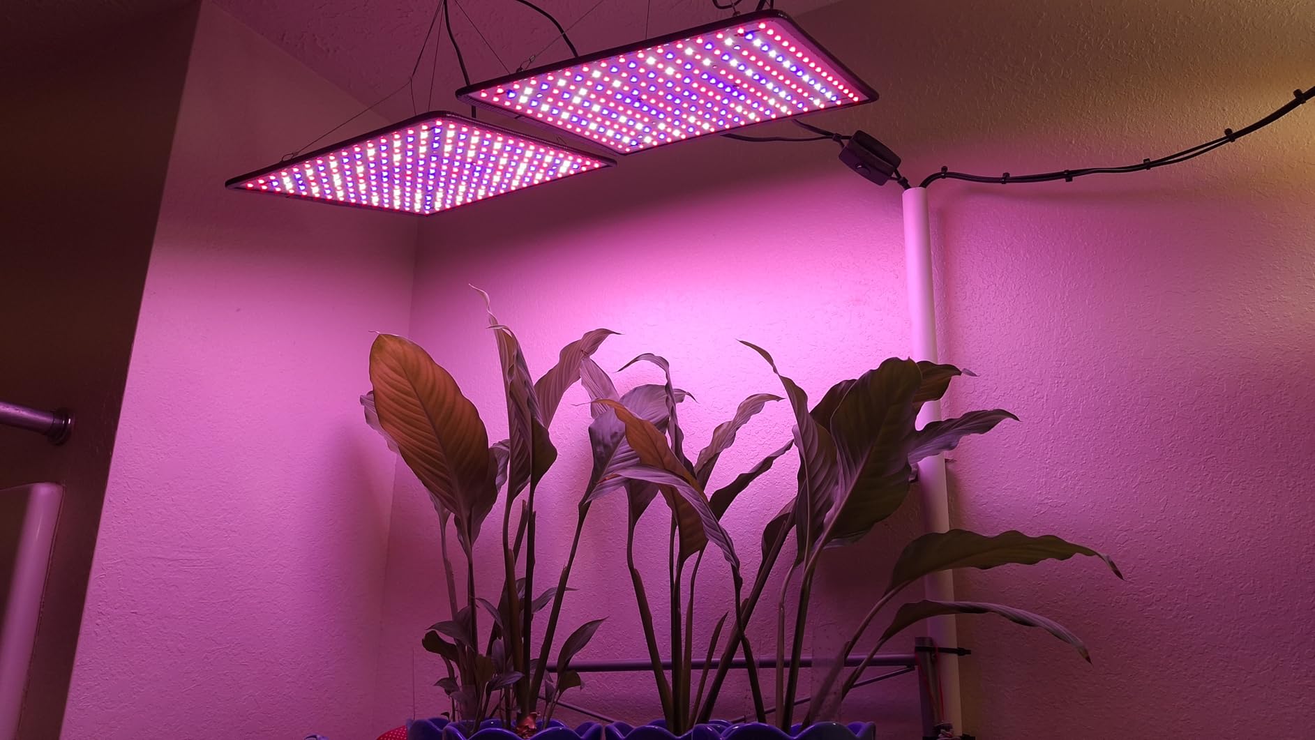 2 Pack LED Grow Light Panel 200W Lamp for Indoor Plants, Full Spectrum with White Blue Red UV IR LEDs for 4x4ft Coverage Grow Tent Greenhouse Veg and Bloom Seedlings Hydroponics customer photo 2