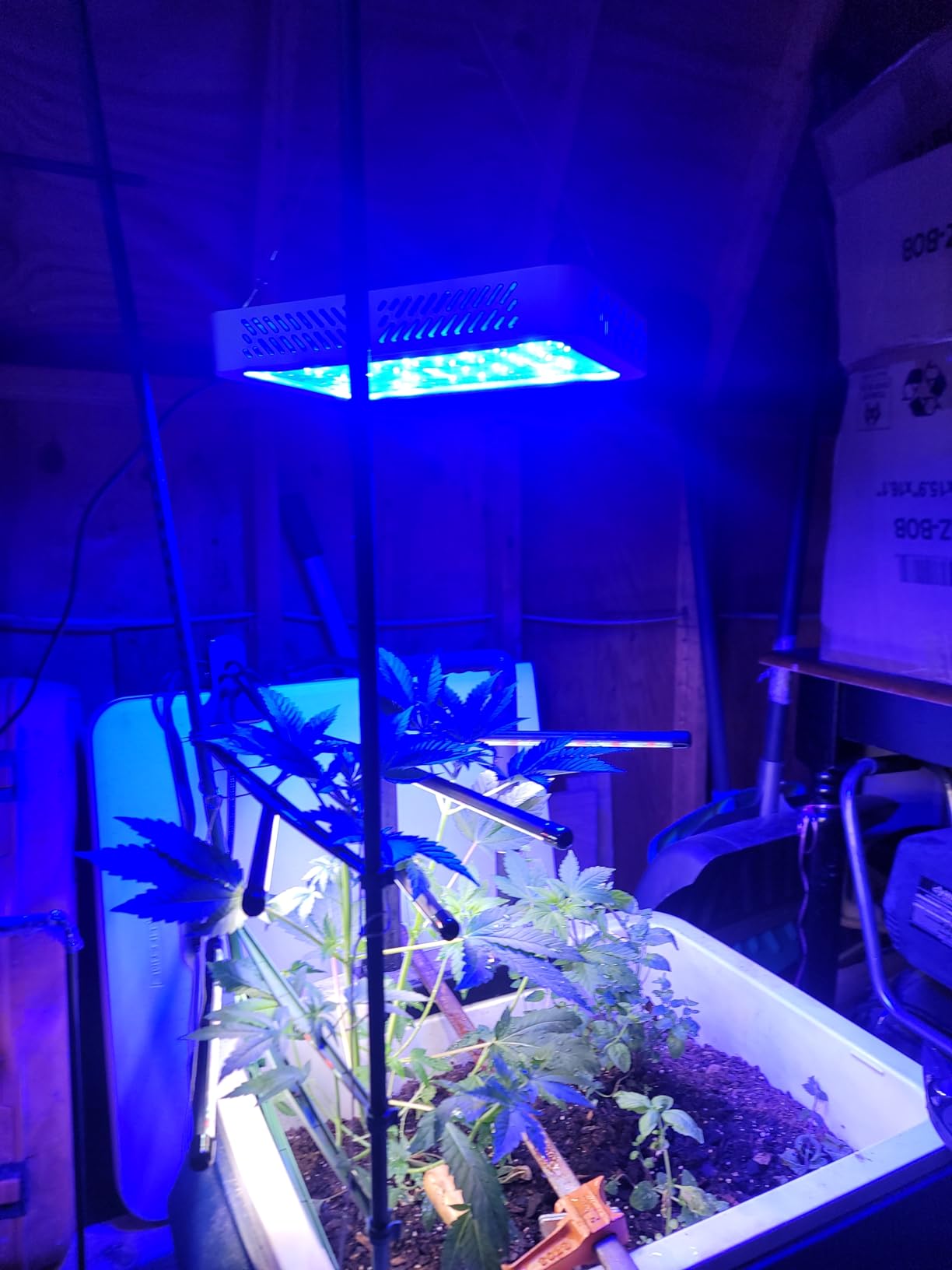 TATU 1000w LED Grow Light for Indoor Plants, Full Spectrum Plant Light Growing Lamp for Hydroponic Indoor Plant Veg and Flower for Grow Tent (Actual Power 100W=1000W HPS) customer photo 1