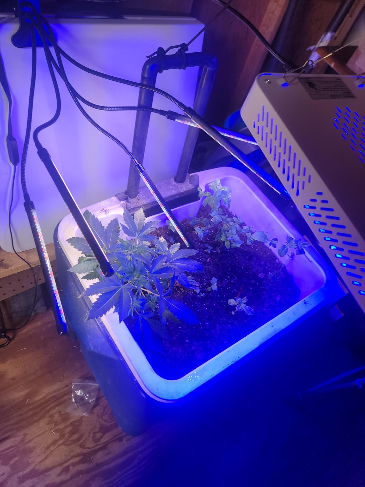 TATU 1000w LED Grow Light for Indoor Plants, Full Spectrum Plant Light Growing Lamp for Hydroponic Indoor Plant Veg and Flower for Grow Tent (Actual Power 100W=1000W HPS) customer photo 2