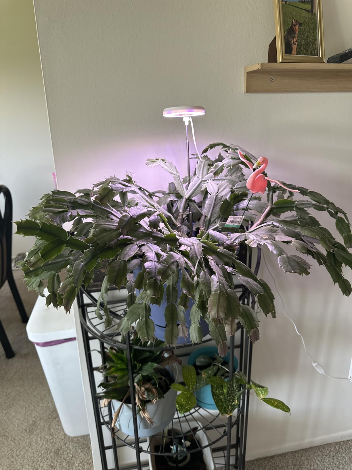 GYTF Halo Plant Grow Light, 6000K White LED Full Spectrum Growing Lamp for Indoor Plants, Succulents, Mini Bonsai, Small Plants, Height Adjustable, Dimmable & Timer 4/8/12/18Hrs customer photo 2