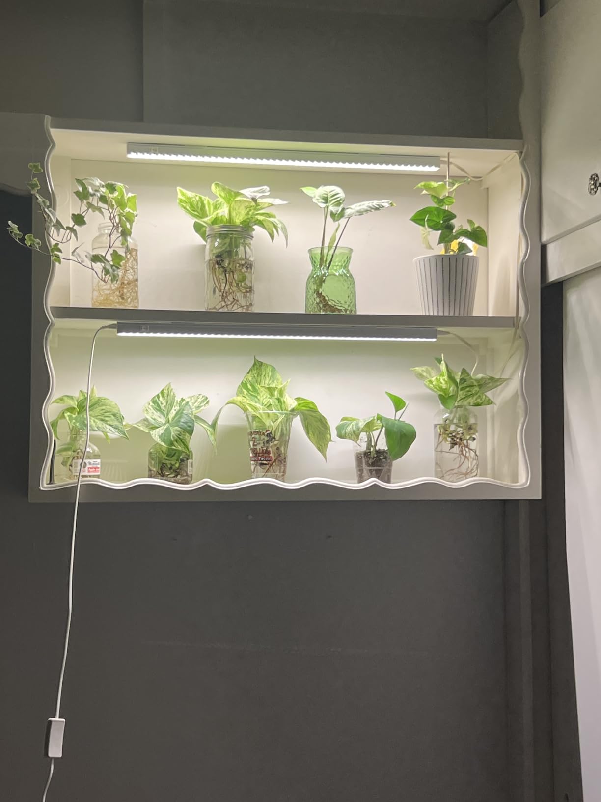 Barrina T5 Grow Lights for Indoor Plants, 5000K Full Spectrum, 1FT LED Growing Lamp, Plant Light Strip, for Seed Starting, Vegetables, Plug and Play, 4-Pack customer photo 2
