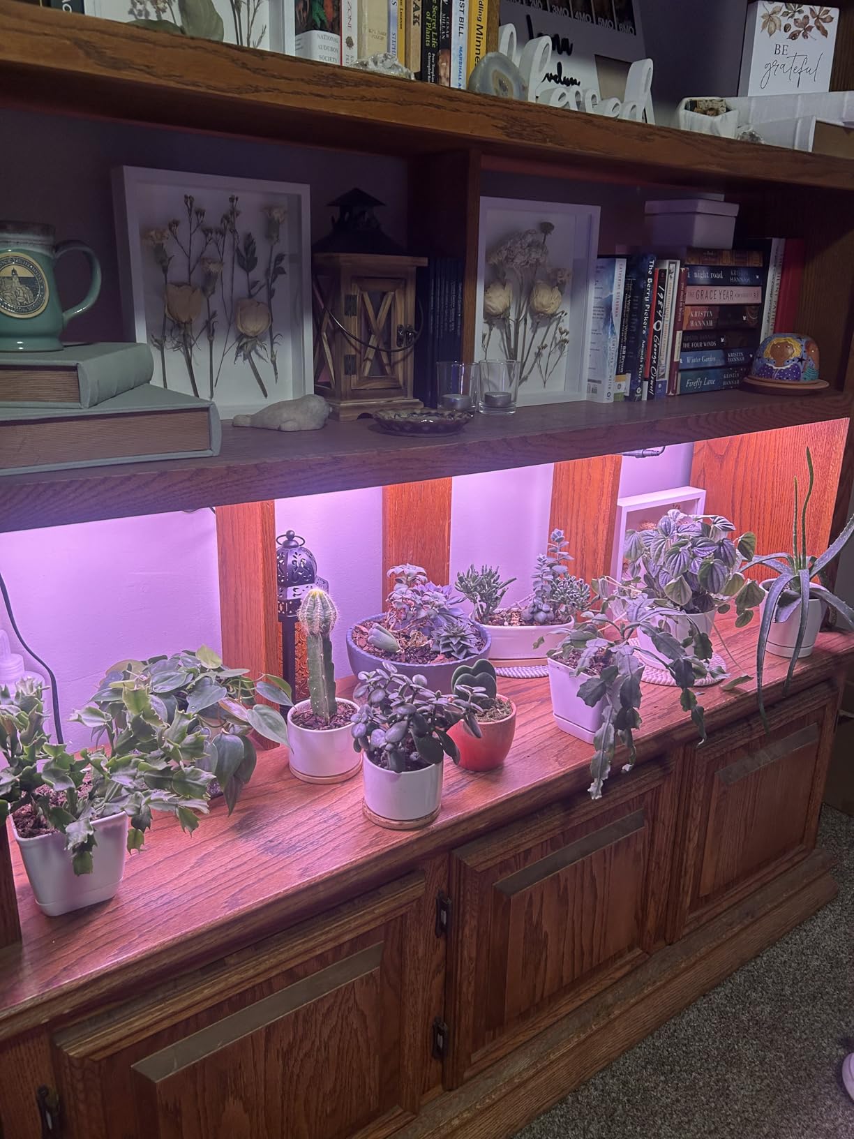 Barrina Grow Lights Panel for Indoor Plants, 40W (4 x 10W), Full Spectrum, Ultra-Thin, with 3/6/12H Auto On/Off Timer, 8 Dimmable Levels, 3 Spectrum Modes, for Greenhouse, Seedlings, 4-Pack customer photo 1