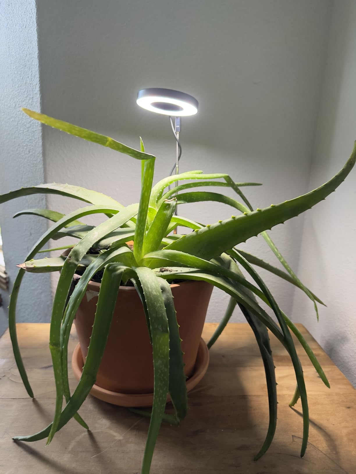 Aokrean Plant Grow Light, 48 LEDs Full Spectrum Grow Lights for Indoor Plants, Height Adjustable Small Halo Grow Light with Base, 3 Optional Spectrums, Auto Timer 3/9/12Hrs, 10 Brightness, 3 Pack customer photo 2