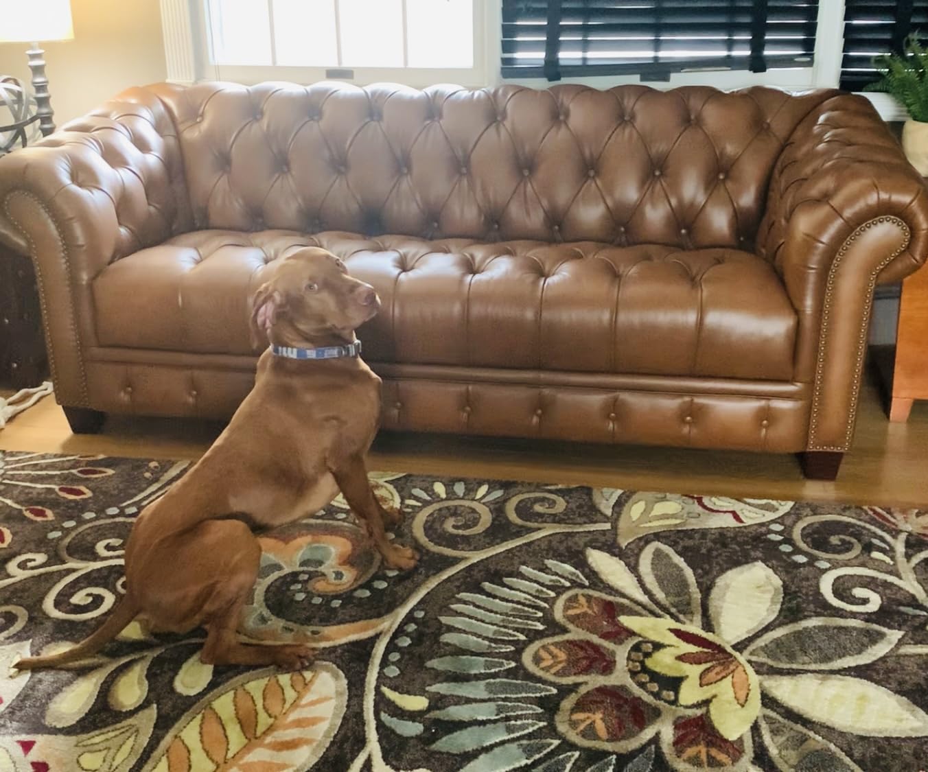 Hydeline York Leather Chesterfield Sofa, 88.5 inches, Tufted Top Grain Leather, Saddle Brown. Memory Foam and Springs Seating customer photo 2