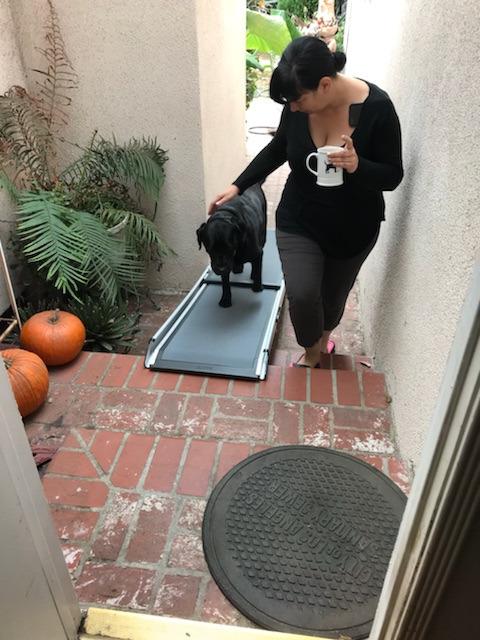 PetSafe Happy Ride Extra Long Telescoping Dog Ramp, Portable Pet Ramp for Cars, Trucks & SUVs with Adjustable Sizing customer photo 2