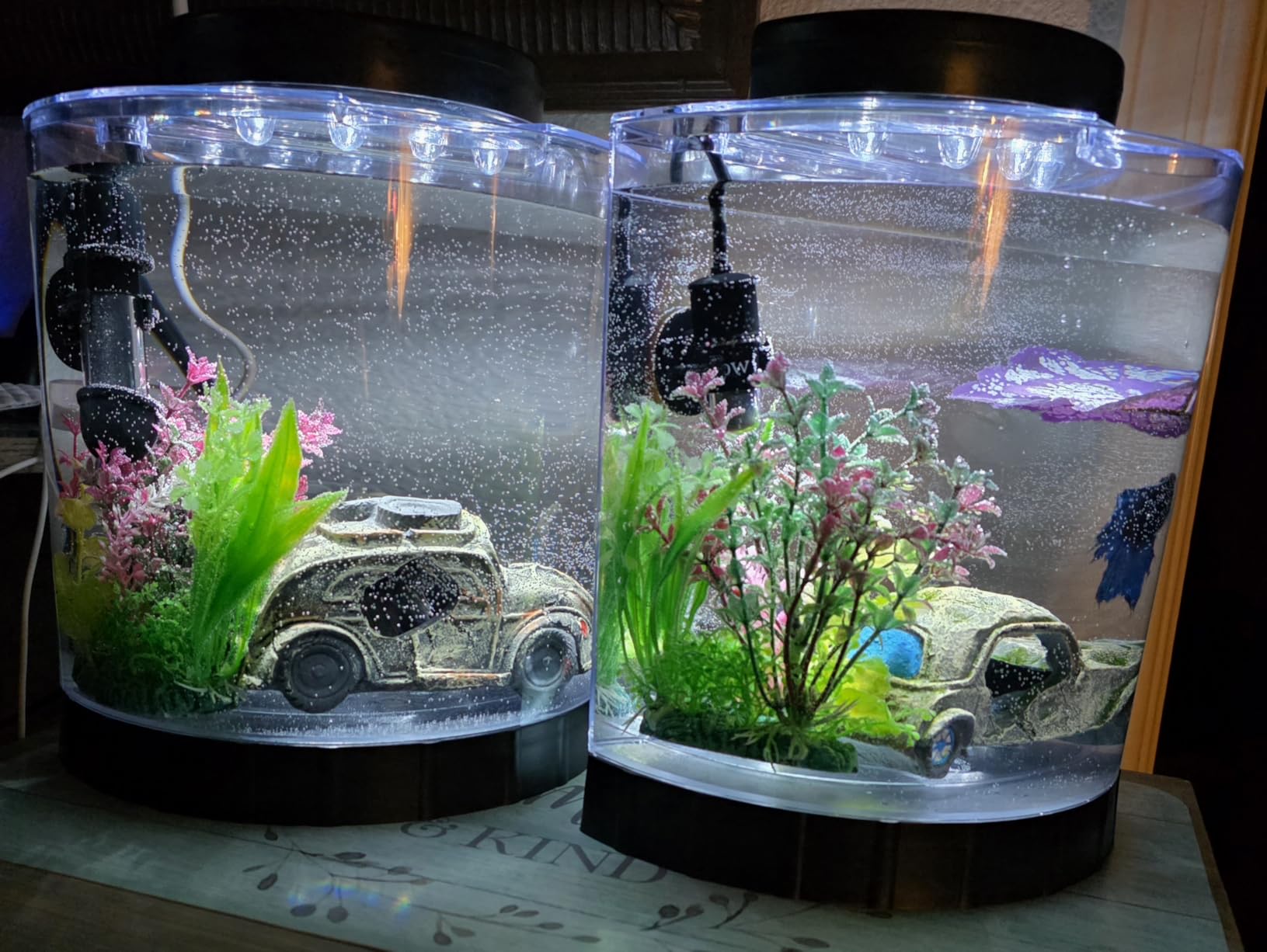 Tetra LED Half Moon Aquarium Kit, 1.1 Gallons, Small Clear Plastic Fish Tank With Curved Front customer photo 2