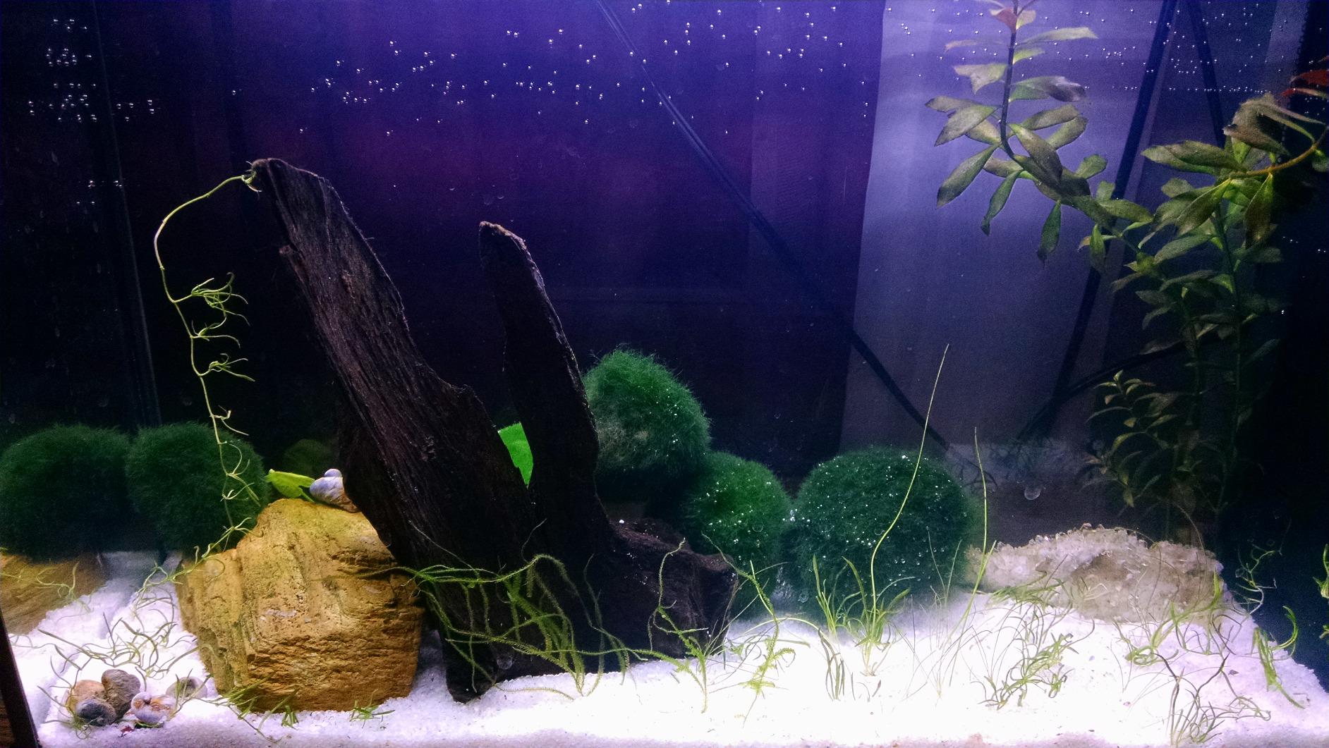 Fluval SPEC Aquarium Kit with LED Lighting and 3-Stage Filtration System, 5-Gallon customer photo 1