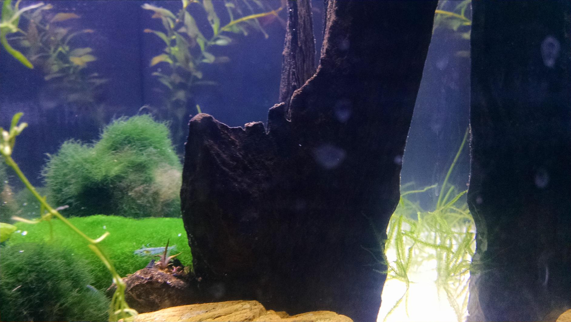 Fluval SPEC Aquarium Kit with LED Lighting and 3-Stage Filtration System, 5-Gallon customer photo 2