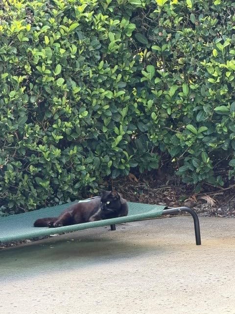 Coolaroo Original Elevated Dog Bed - Breathable Off-The-Ground Pet Bed with Cooling Fabric, Joint Relief & Moisture-Resistant Fabric, 100% Recyclable, Easy Clean, Nutmeg, Large customer photo 1