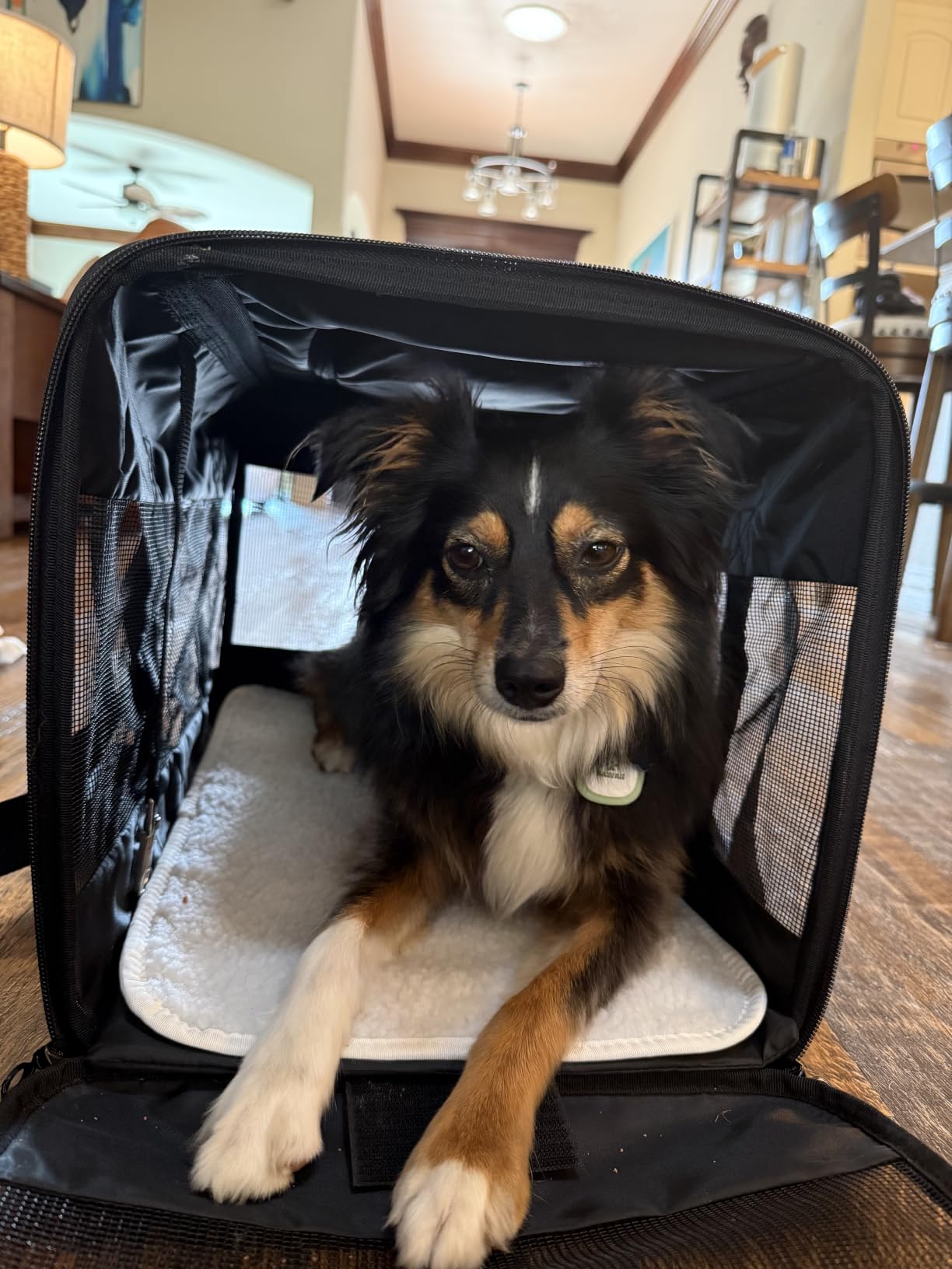 Amazon Basics Airline Approved Soft-Sided Mesh Pet Travel Carrier with Shoulder Strap, Removable Washable Fleece Pad, Top Opening customer photo 1
