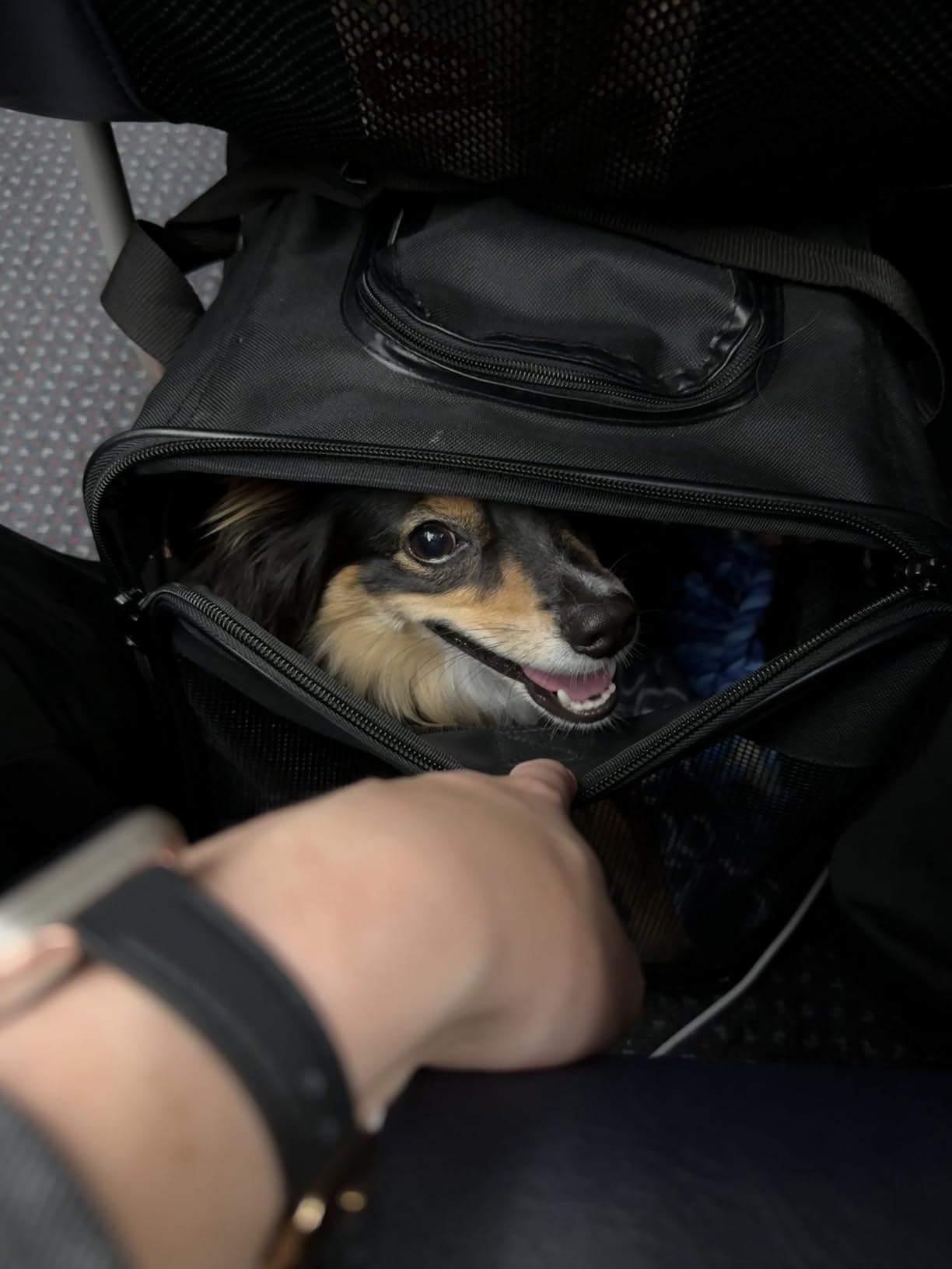 Amazon Basics Airline Approved Soft-Sided Mesh Pet Travel Carrier with Shoulder Strap, Removable Washable Fleece Pad, Top Opening customer photo 2