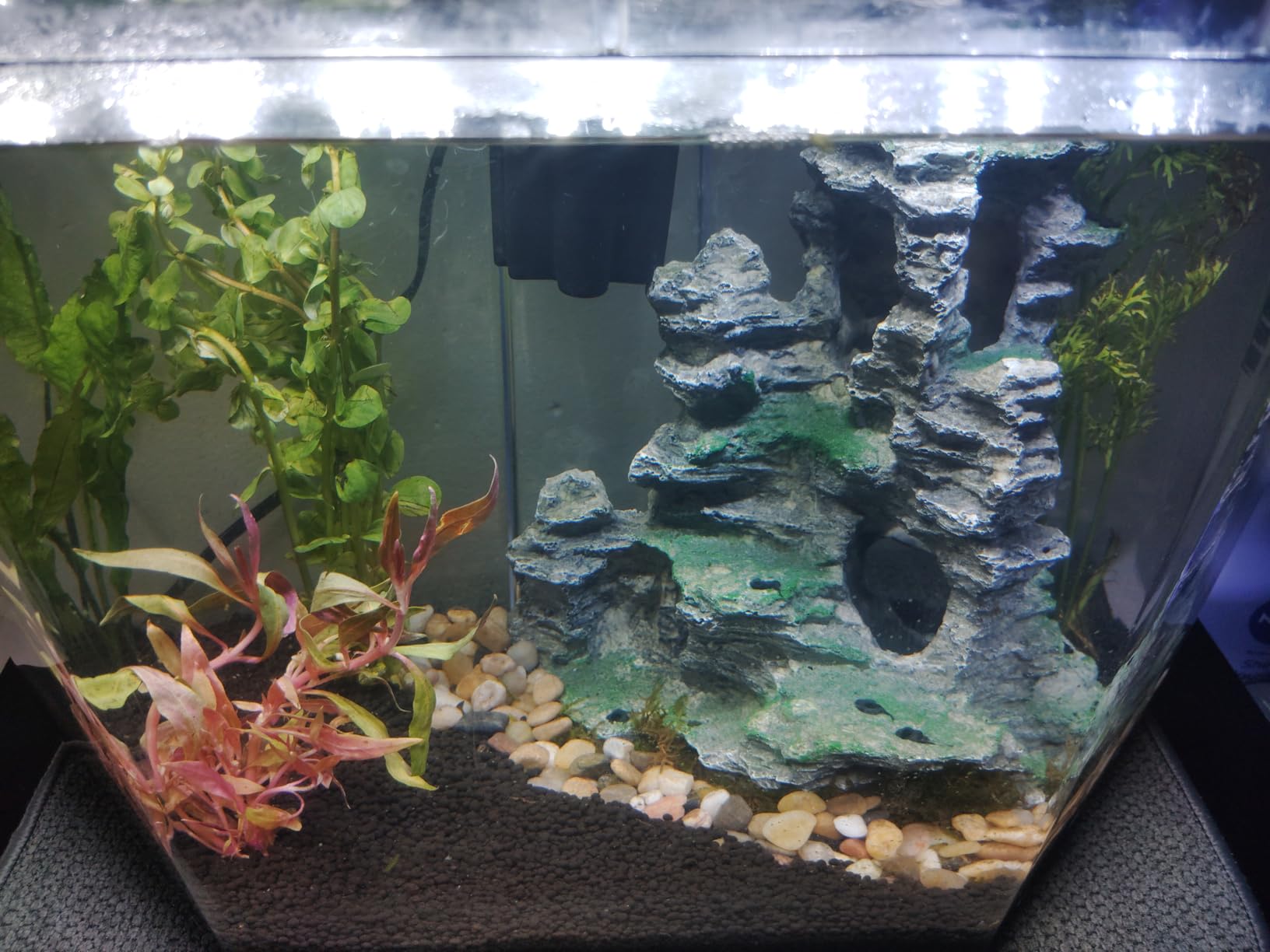 Koller Products 6.5-Gallon Aquarium Kit with Power Filter and LED Lighting (AP650) customer photo 1