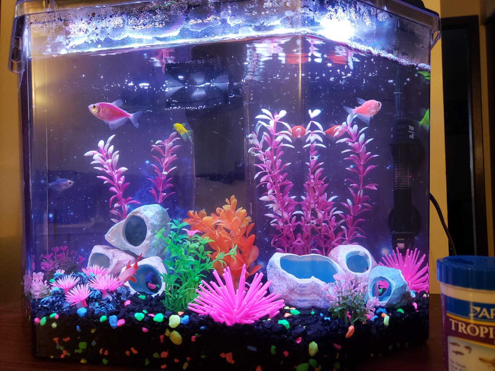 Koller Products 6.5-Gallon Aquarium Kit with Power Filter and LED Lighting (AP650) customer photo 2