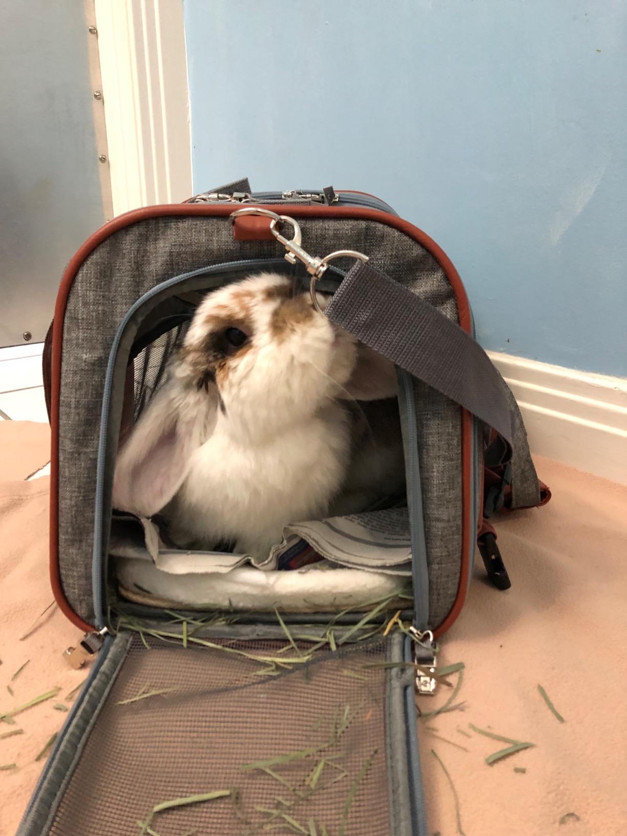 Mr. Peanut's Airline Approved Soft Sided Pet Carrier, Low Profile Gold Series Tote, Premium Self Locking Zippers, Under Seat Compatibility, Plush Faux Fleece Bedding customer photo 2