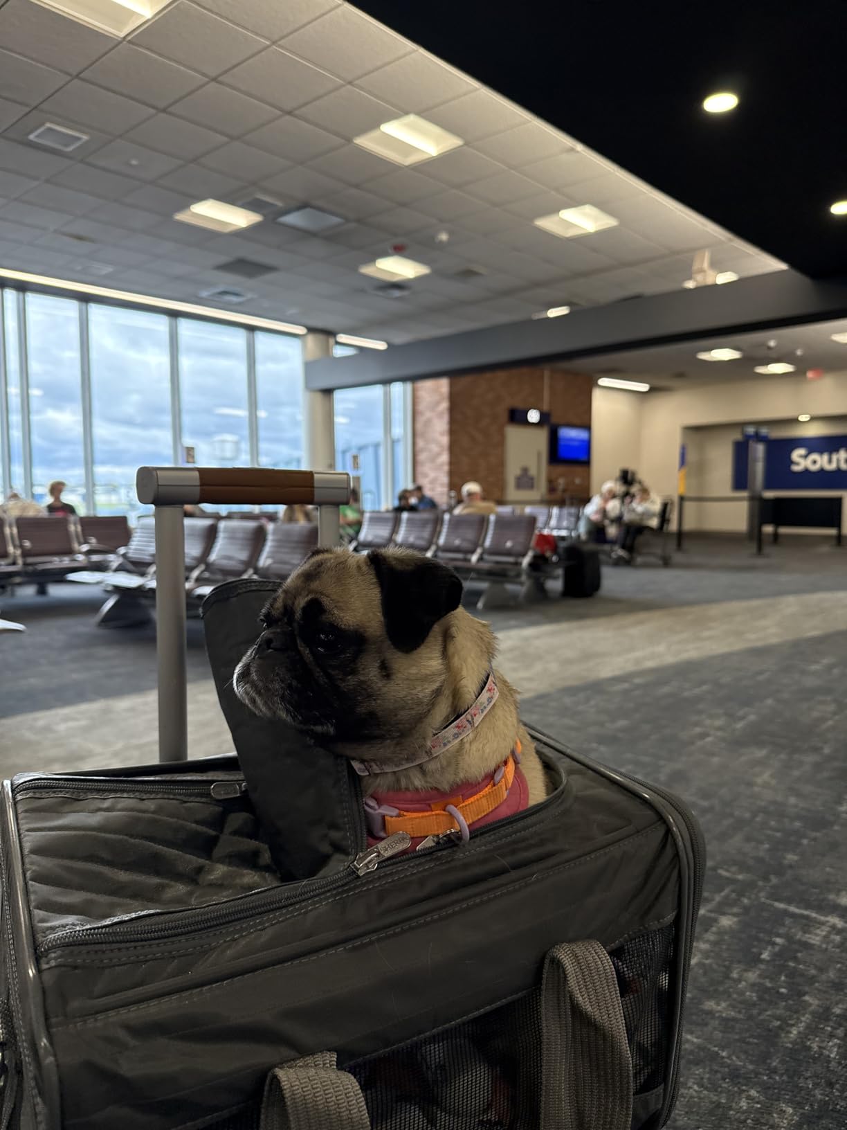 Sherpa Original Deluxe Travel Pet Carrier, Airline Approved & Guaranteed On Board - Charcoal Gray, Small customer photo 1