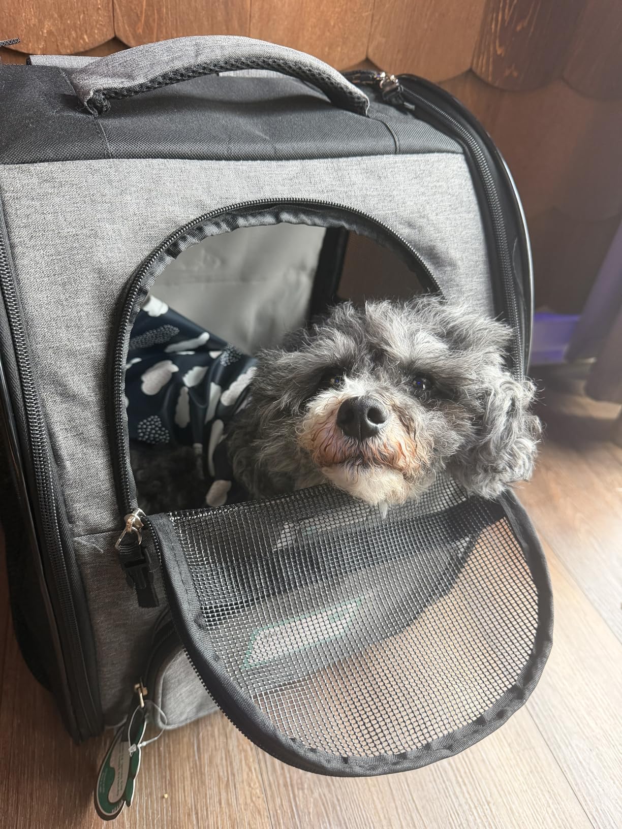 PetAmi Dog Backpack Carrier for Small Medium Dogs Large Cats up to 18 lbs, 2 Side Entry, Structured No-Collapse Frame, Airline Approved Ventilated Pet Backpack customer photo 1