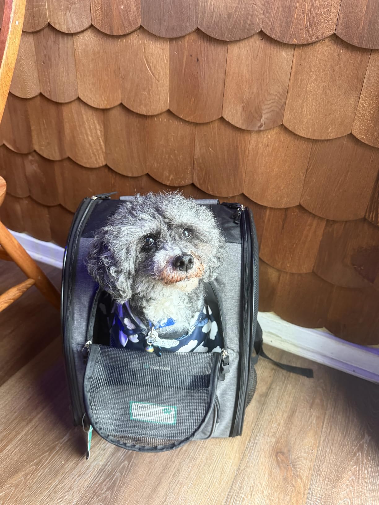 PetAmi Dog Backpack Carrier for Small Medium Dogs Large Cats up to 18 lbs, 2 Side Entry, Structured No-Collapse Frame, Airline Approved Ventilated Pet Backpack customer photo 2