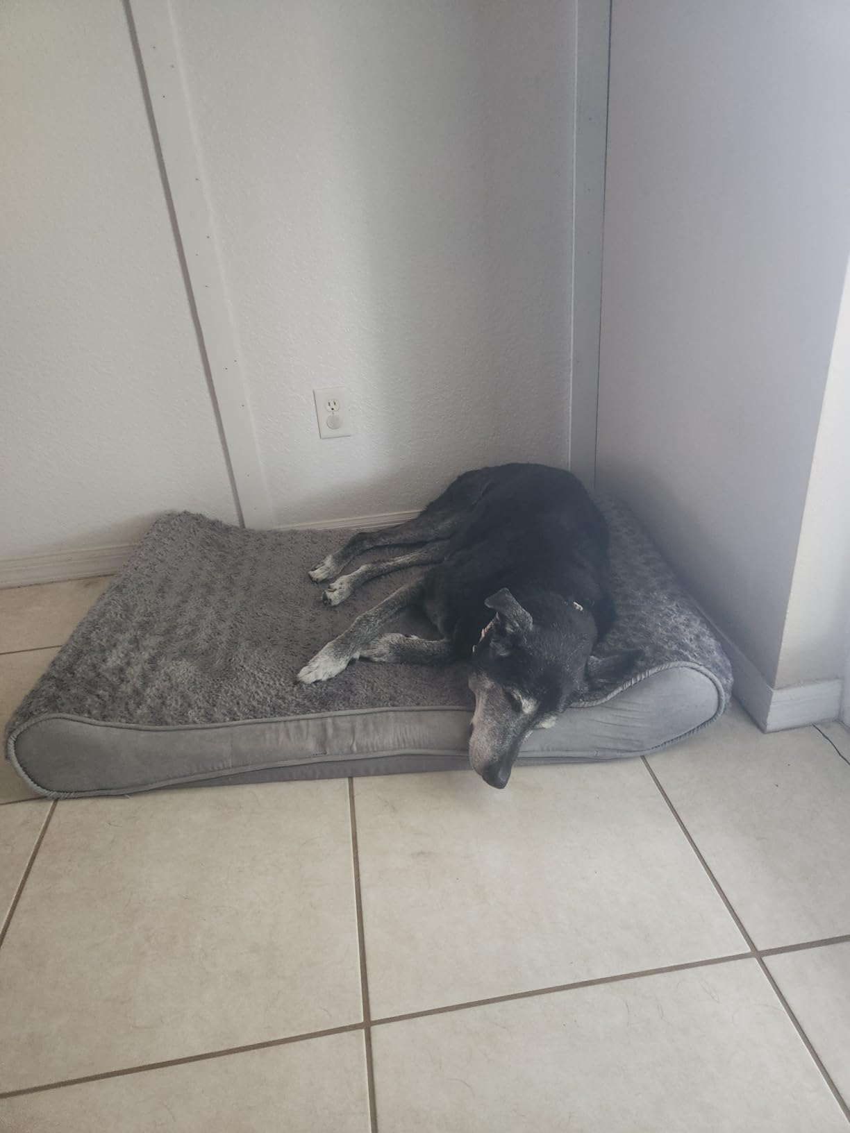 FurHaven Orthopedic Dog Bed for Large Dogs, Luxe Lounger Contour Mattress with Solid Orthopedic Foam Slab for Joint Support, Removable Washable Cover, Giant XXXL, Plush Suede, Gray customer photo 1