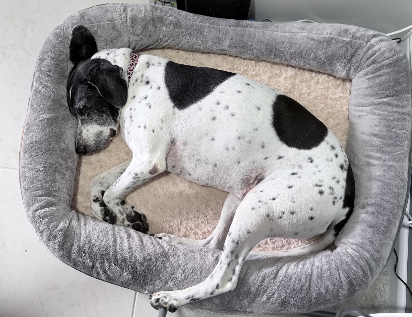 JOYELF XLarge Memory Foam Dog Bed, Orthopedic Dog Bed & Sofa with Removable Washable Cover and Squeaker Toy as Gift customer photo 1