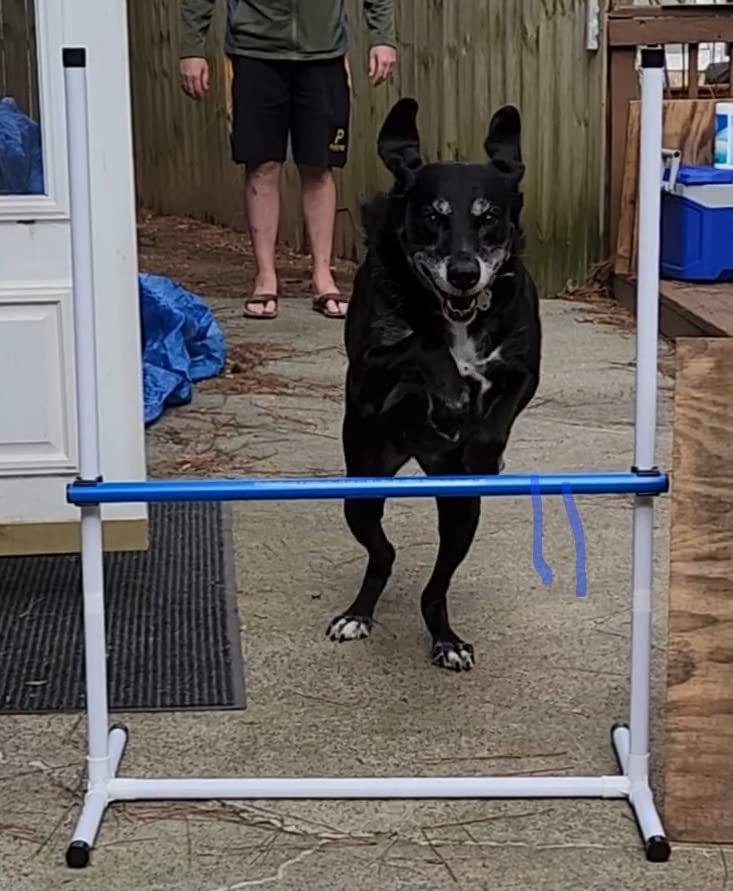 Better Sporting Dogs Complete Starter Agility Set for Dogs, 5 Piece | Agility Jump, Tire Jump, Weave Poles, 10' Tunnel with Sandbags, Pause Box customer photo 2