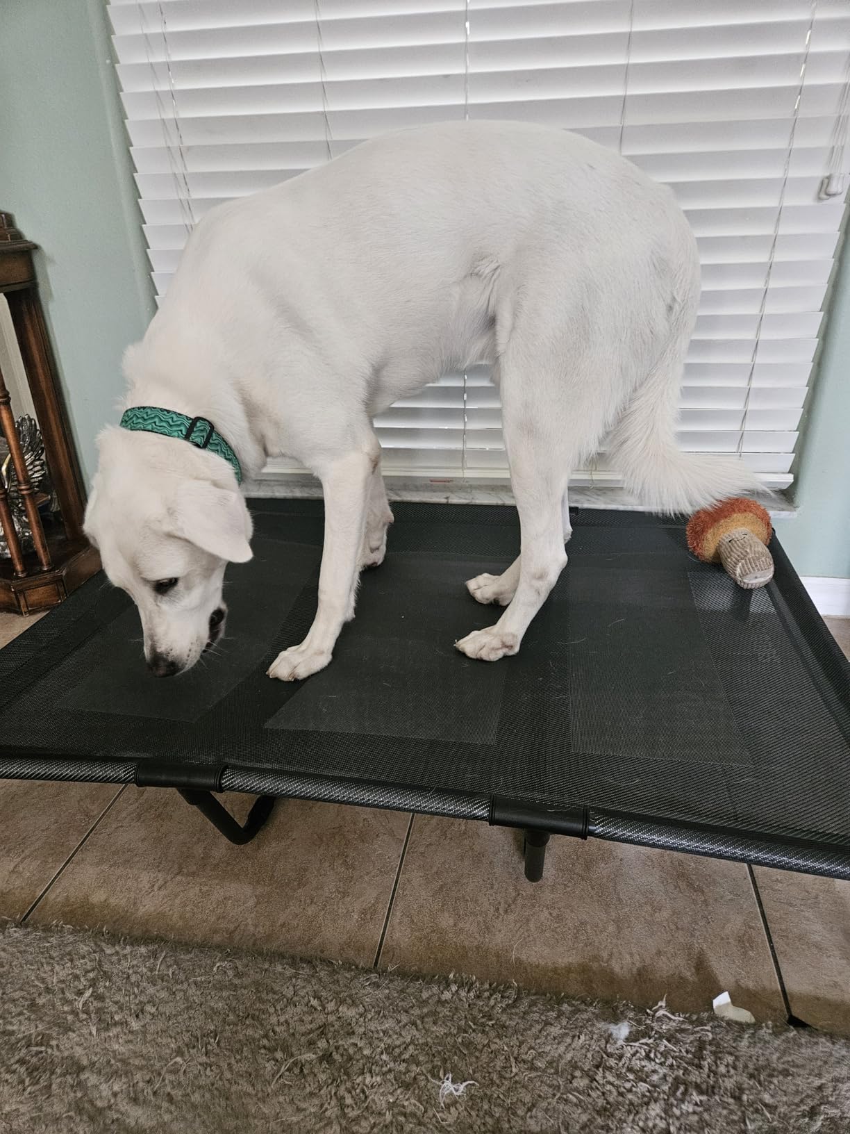 suddus Elevated Dog Bed for Large Dogs 120lb, Breathable Cooling Raised Dog Cot with Dual Support Bars & Metal Frame, No-Slip Feet, Waterproof Pet Bed for Indoor/Outdoor, X-Large, 48 * 36 * 9in, Grey customer photo 1