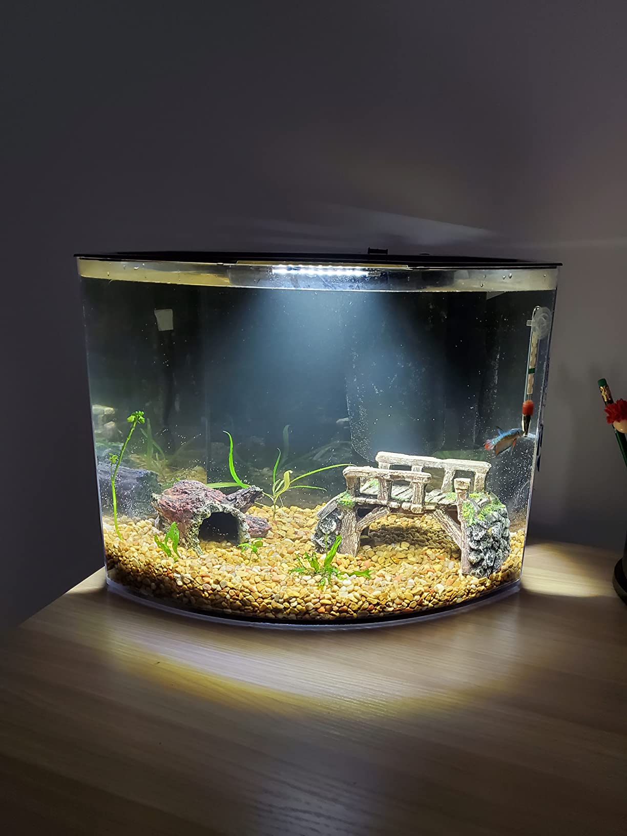 Tetra Crescent STEM Aquarium Kit 3 Gallons, Curved-Front Fish Tank with LEDs and STEM Activity Guide customer photo 1