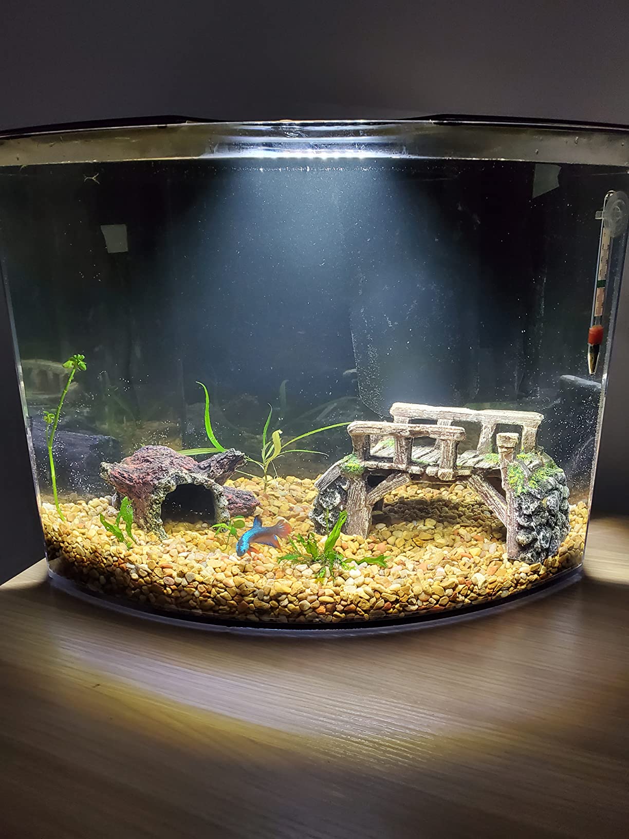 Tetra Crescent STEM Aquarium Kit 3 Gallons, Curved-Front Fish Tank with LEDs and STEM Activity Guide customer photo 2