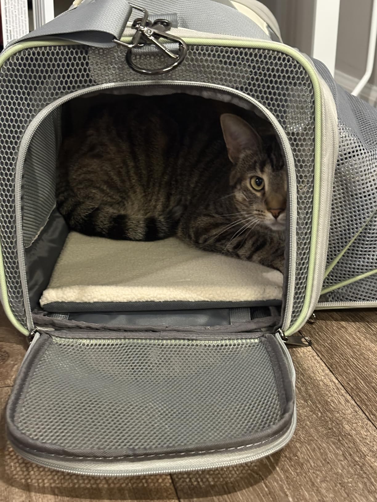 Pawaii Pet Carrier, TSA Airline Approved Cat Carrier, Soft Sided Collapsible Pet Travel Carrier, Foldable, Portable, Travel Friendly Pet Travel Carrier for Cats and Puppy customer photo 2