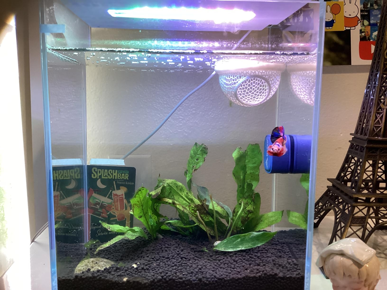 Betta Fish Tank, 2 Gallon Glass Aquarium Starter Kit, Small Fish Tank with Filter and Light customer photo 1