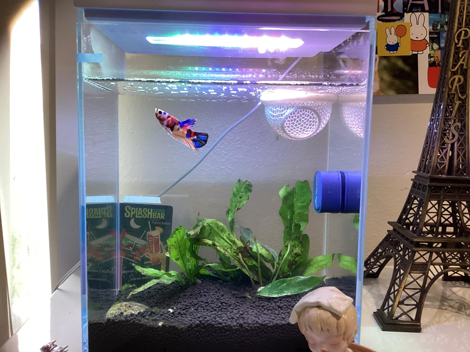 Betta Fish Tank, 2 Gallon Glass Aquarium Starter Kit, Small Fish Tank with Filter and Light customer photo 2