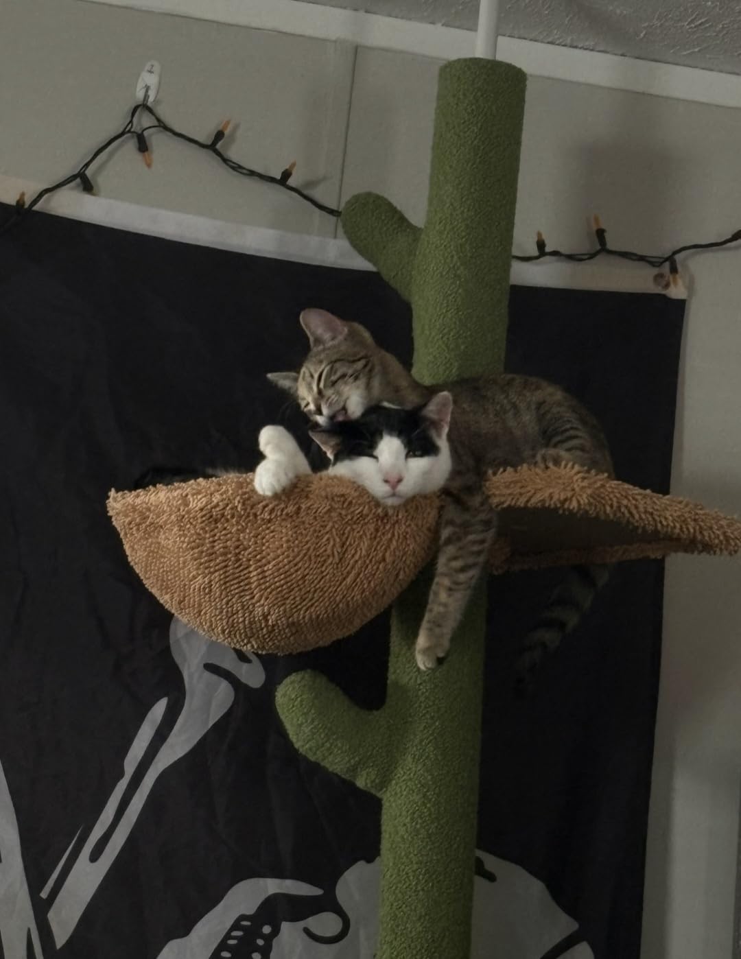 PAWZ Road Cat Tree, Cactus Floor to Ceiling Cat Tower with Adjustable Height (95-108 Inches), 5 Level Cat Climbing Tower with Cozy Hammock, Platforms and Dangling Balls for Indoor Cats customer photo 1