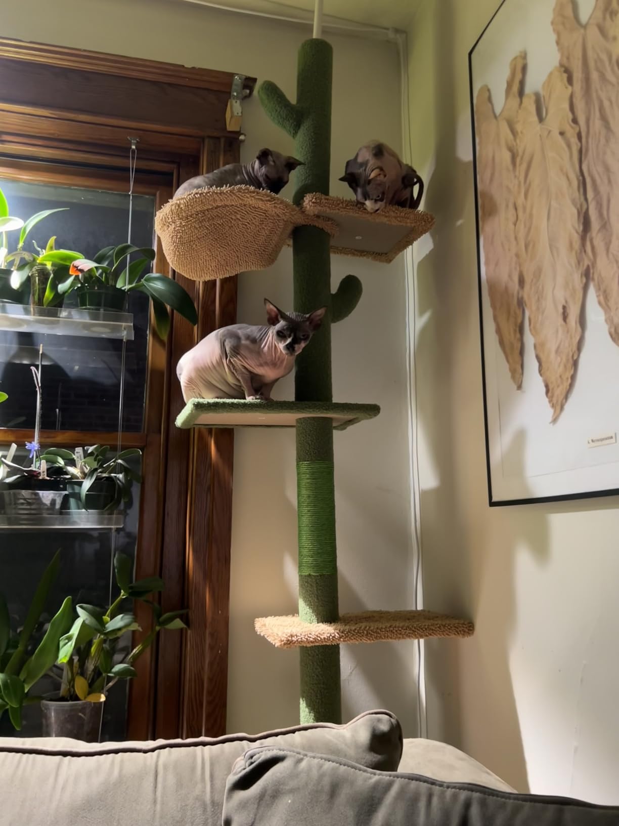 PAWZ Road Cat Tree, Cactus Floor to Ceiling Cat Tower with Adjustable Height (95-108 Inches), 5 Level Cat Climbing Tower with Cozy Hammock, Platforms and Dangling Balls for Indoor Cats customer photo 2
