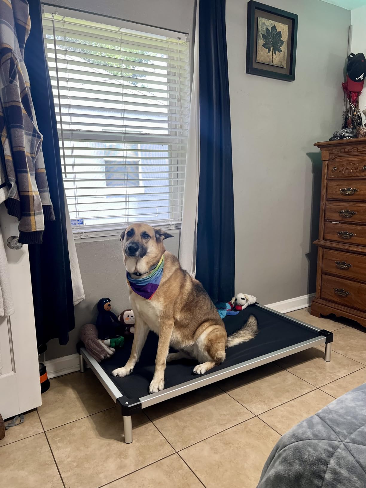 FXW TitanNest Chew-Proof Elevated Dog Bed, Raised Cot for Indoor/Outdoor/Camping Use, Durable & Washable Padded Pet Bed for Medium Dogs, 42.0