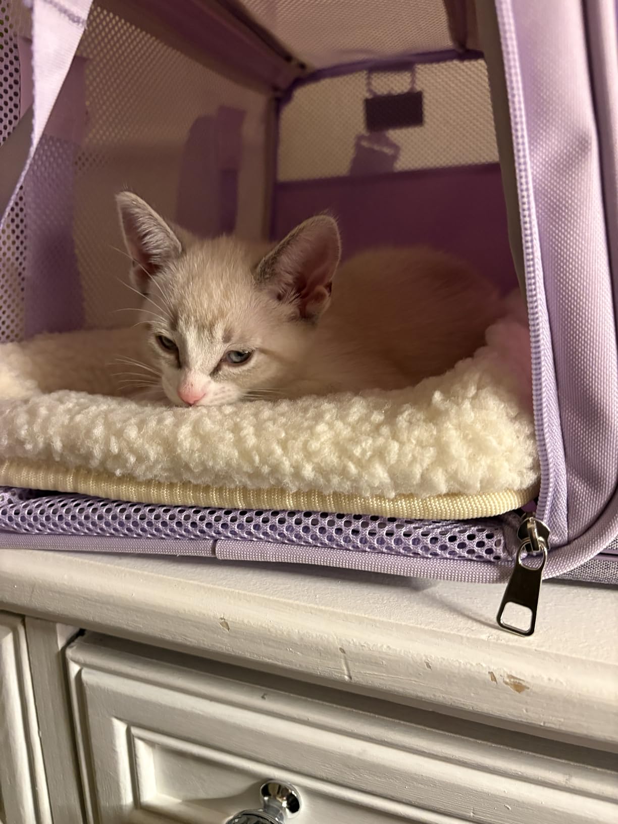 PETSFIT Soft-Sided Cat Carrier with Patented Safety Buckles, Lockable Zippers & Safety Tether, Escape-Resistant Travel Pet Carrier customer photo 1