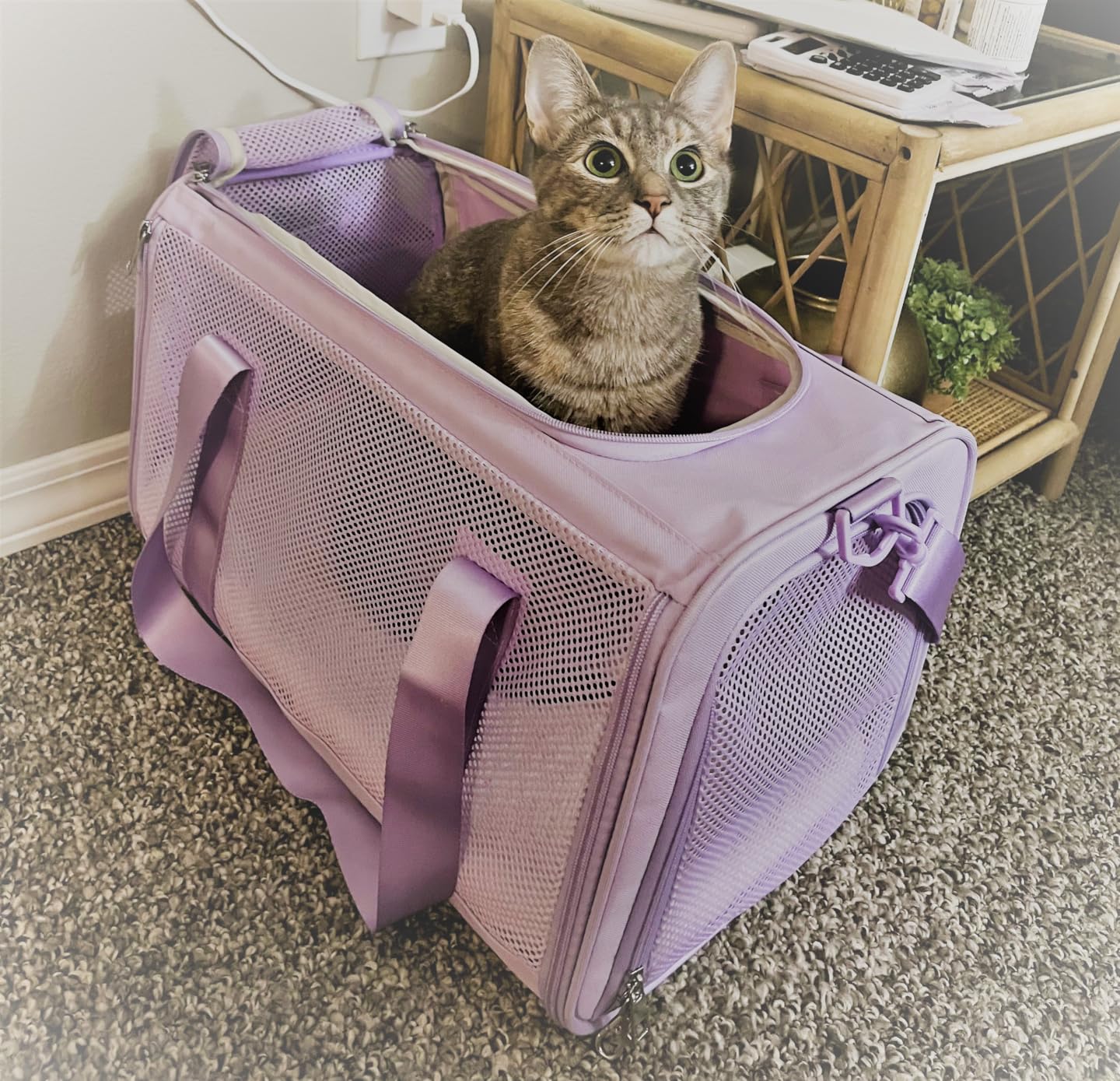 PETSFIT Soft-Sided Cat Carrier with Patented Safety Buckles, Lockable Zippers & Safety Tether, Escape-Resistant Travel Pet Carrier customer photo 2