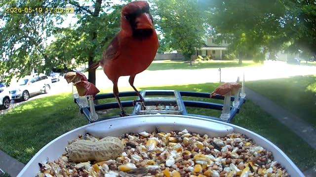 Smart Bird Feeder with Camera Solar Powered & AI Bird Identification, 2.4Ghz WiFi Bird feeders for Outdoors, 2K Live Video, Instant Arrival Alerts - Gifts for Women customer photo 1