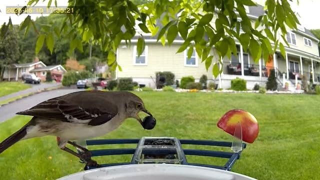 Smart Bird Feeder with Camera Solar Powered & AI Bird Identification, 2.4Ghz WiFi Bird feeders for Outdoors, 2K Live Video, Instant Arrival Alerts - Gifts for Women customer photo 2