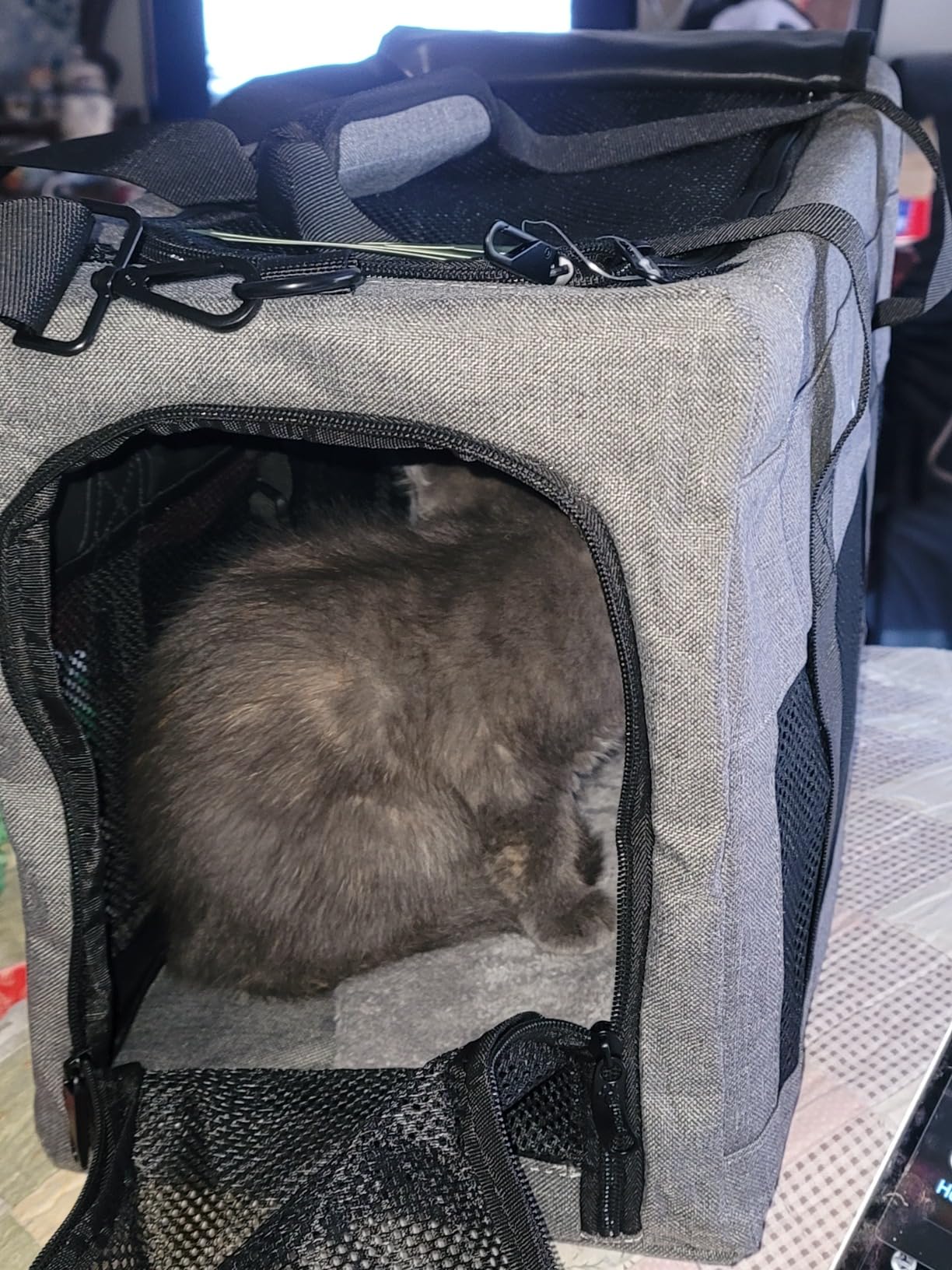 Pecute Airline Approved Cat Carrier, Pet Carrier Soft-Sided, Portable Dog Carrier with Stable Structure, TSA Approved Pet Carrier for Pets Less Than 12lbs, Cat Carrier Bag Suitable for Travel, Gray customer photo 1