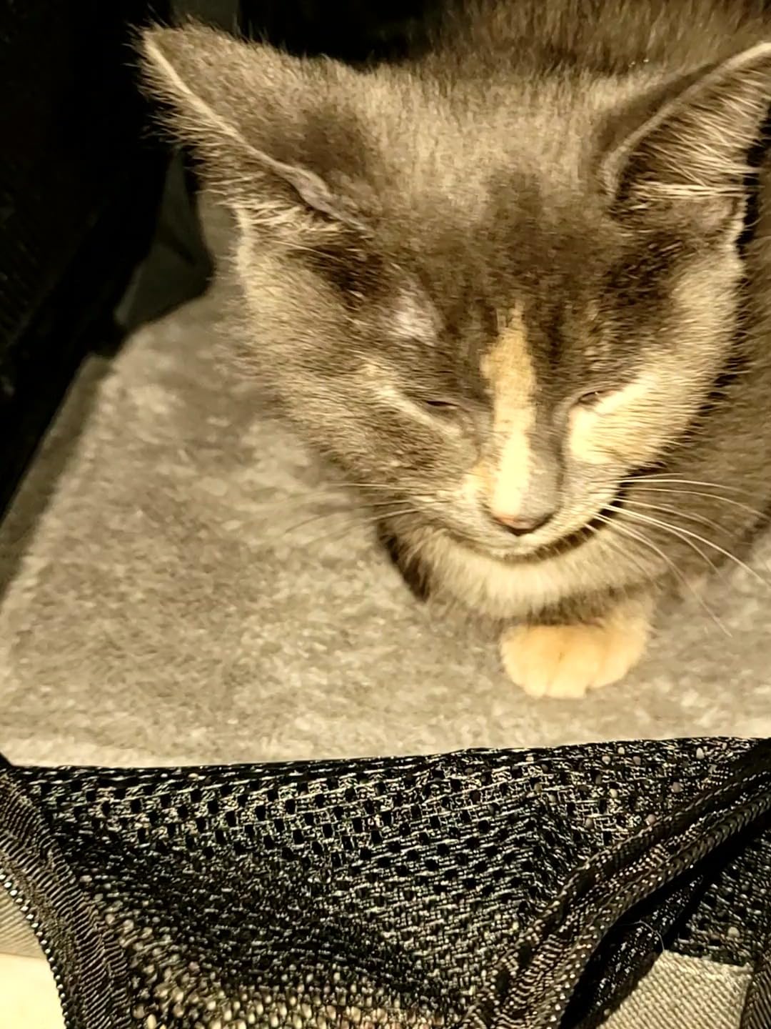 Pecute Airline Approved Cat Carrier, Pet Carrier Soft-Sided, Portable Dog Carrier with Stable Structure, TSA Approved Pet Carrier for Pets Less Than 12lbs, Cat Carrier Bag Suitable for Travel, Gray customer photo 2