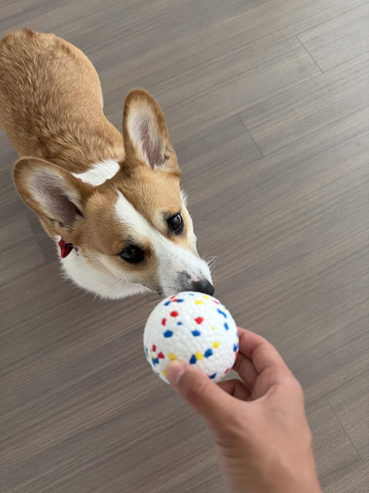 uahpet Automatic Ball Launcher for Dogs with Obstacle Detection, 20ft-80ft Adjustable Distances Ball Thrower Launcher for Medium & Large Dogs, with 4 Balls (2.5 inches) customer photo 2