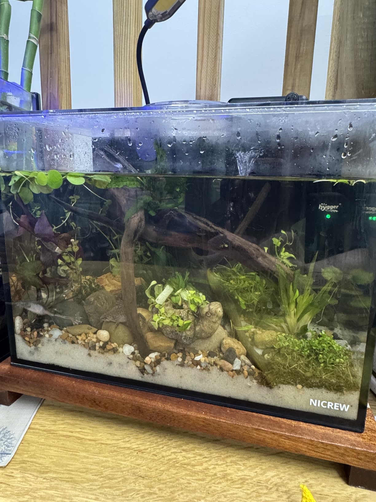 NICREW 2.5 Gallon Nano Nature Aquarium Kit, Ultra-Clear Rimless Desktop Fish Tank with Light, Filter, Gravel and Rock, Complete Version, Black customer photo 2