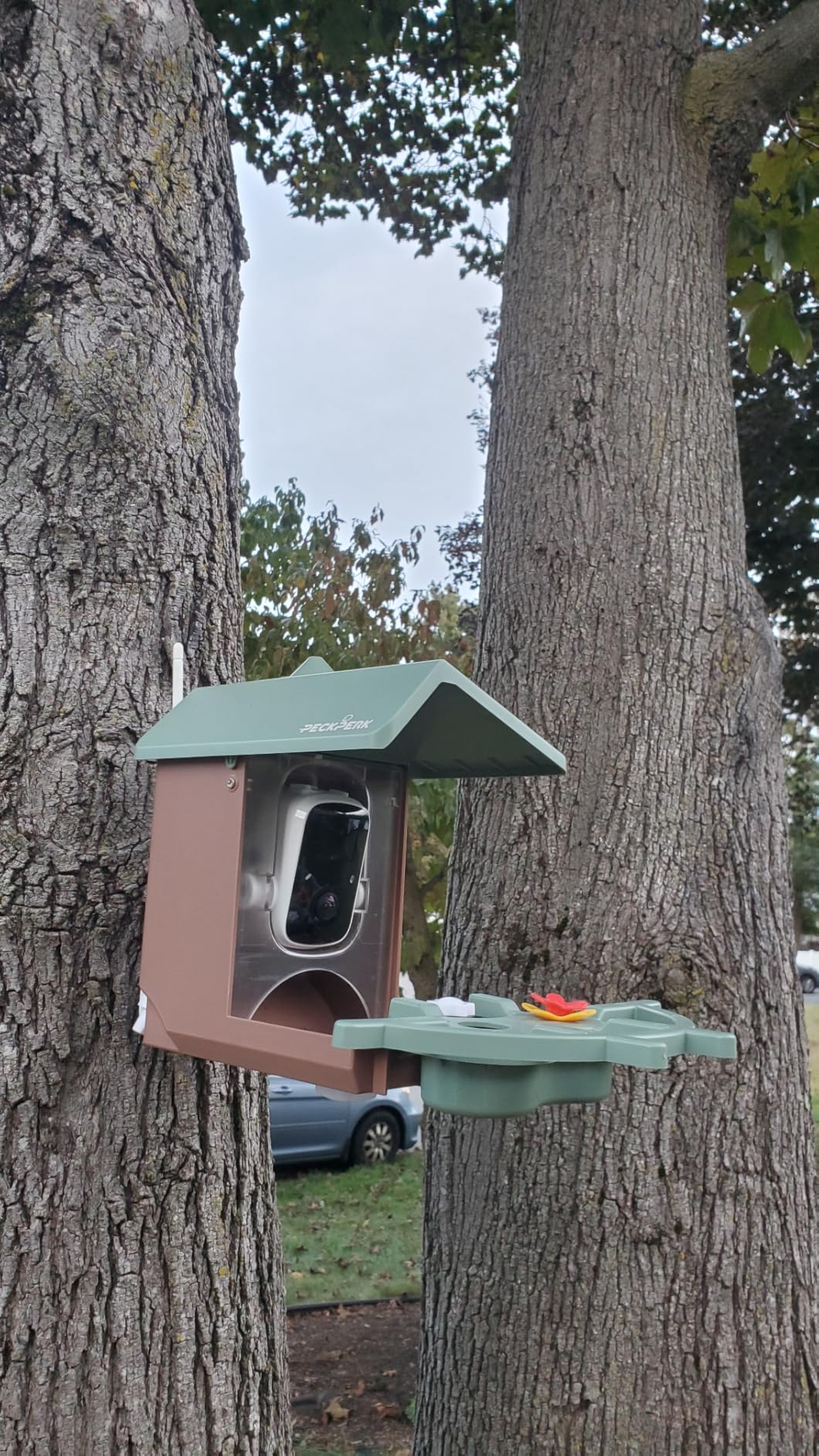 Smart Bird Feeder with Camera Solar Powered Outdoor - 2K HD Live Video, AI Bird ID, Squirrel-Proof, Instant Alerts & IP65 Weatherproof Outside, Great Gift for Familys & Friends customer photo 2