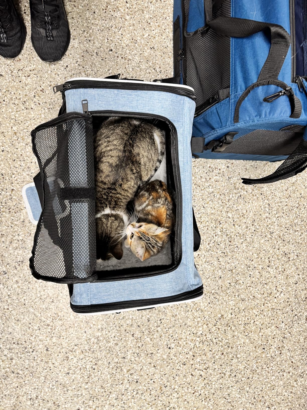 GAPZER Cat Carrier 18x11x11 United Airline Approved, Top Loader Heavy Duty Softshell Pet Flying Bag 18lbs, Small Dog Chihuahua Crate 5-10 Pounds, Kitty Transport Kennel, Miniature Poodle Case Navy customer photo 1