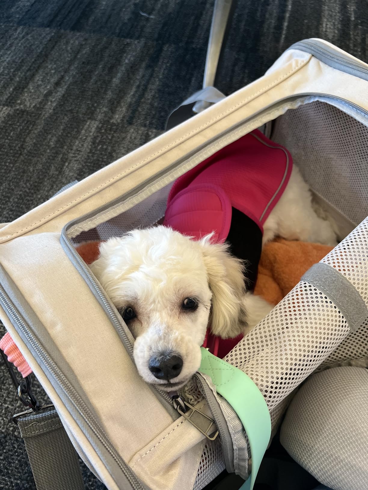 GAPZER Cat Carrier 18x11x11 United Airline Approved, Top Loader Heavy Duty Softshell Pet Flying Bag 18lbs, Small Dog Chihuahua Crate 5-10 Pounds, Kitty Transport Kennel, Miniature Poodle Case Navy customer photo 2